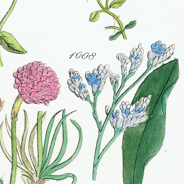 ꥹ ƥ ܥ˥륢 ʥꥹ䥢˥Хʤ  (British wild flowers)  1876ǯ 0694