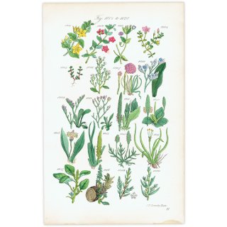 イギリス アンティーク ボタニカルアート アナガリスやアルメニア、オオバコなど  (British wild flowers)  1876年 0694