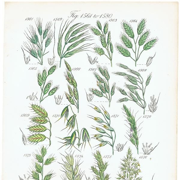 ★イギリス　ボタニカルアート　⑦ Amazon.co.jp: イギリス アンティーク ボタニカルアート植物画