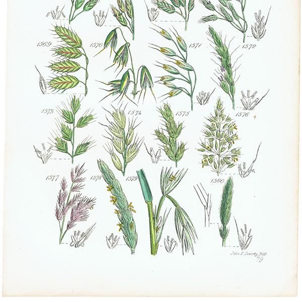 ꥹ ƥ ܥ˥륢 Ͳʡʤ  (British wild flowers)  1876ǯ 0695