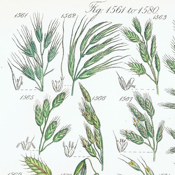 ꥹ ƥ ܥ˥륢 Ͳʡʤ  (British wild flowers)  1876ǯ 0695