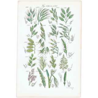 イギリス アンティーク ボタニカルアート イネ科、ダンチクなど  (British wild flowers)  1876年 0695