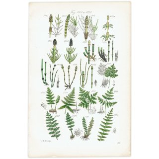 イギリス アンティーク ボタニカルアート トクサ、シダなど  (British wild flowers)  1876年 0696