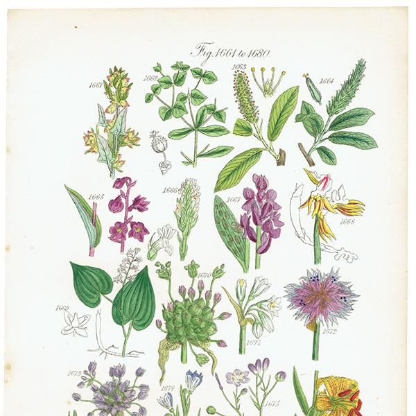 ꥹ ƥ ܥ˥륢 ȥʡȥʤʤ  (British wild flowers)  1876ǯ 0697