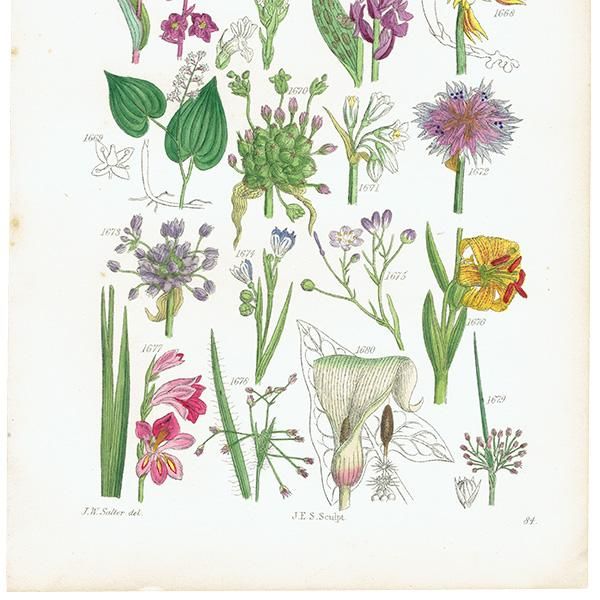 ꥹ ƥ ܥ˥륢 ȥʡȥʤʤ  (British wild flowers)  1876ǯ 0697