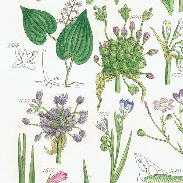ꥹ ƥ ܥ˥륢 ȥʡȥʤʤ  (British wild flowers)  1876ǯ 0697