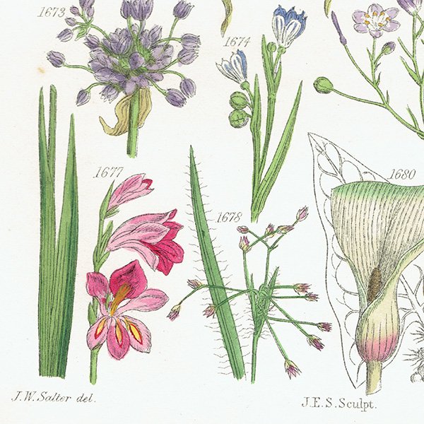 ꥹ ƥ ܥ˥륢 ȥʡȥʤʤ  (British wild flowers)  1876ǯ 0697