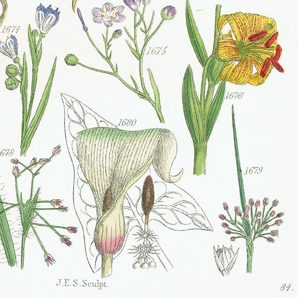 ꥹ ƥ ܥ˥륢 ȥʡȥʤʤ  (British wild flowers)  1876ǯ 0697