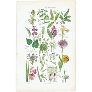 ꥹ ƥ ܥ˥륢 ȥʡȥʤʤ  (British wild flowers)  1876ǯ 0697