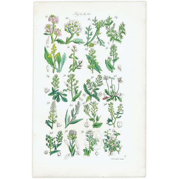 ꥹ ƥ ܥ˥륢 ϥޥʡʥʡȥ⥷꥽ʤ  (British wild flowers)  1876ǯ 0698