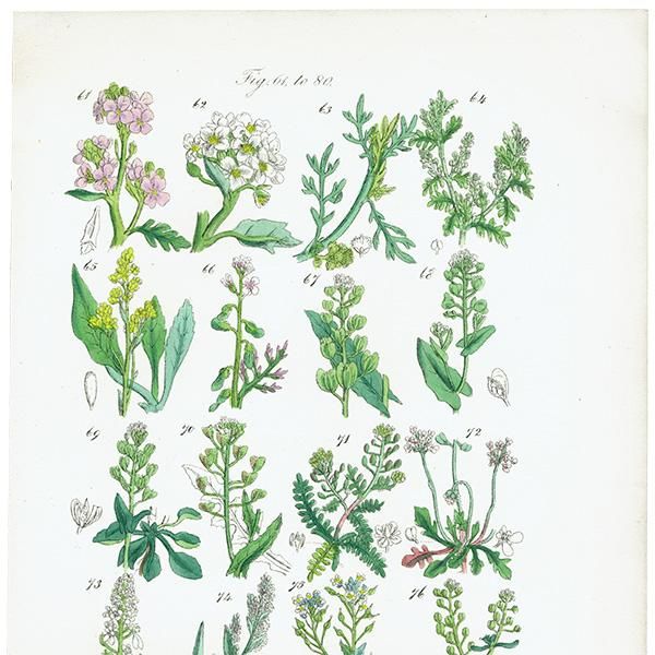 ꥹ ƥ ܥ˥륢 ϥޥʡʥʡȥ⥷꥽ʤ  (British wild flowers)  1876ǯ 0698