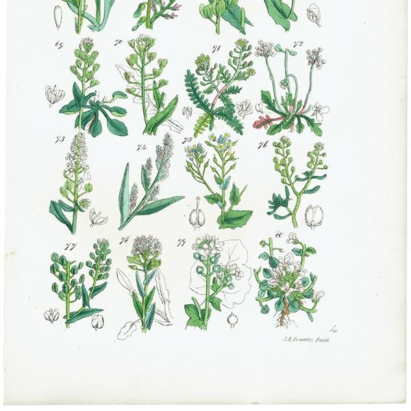 ꥹ ƥ ܥ˥륢 ϥޥʡʥʡȥ⥷꥽ʤ  (British wild flowers)  1876ǯ 0698