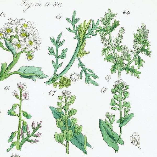 ꥹ ƥ ܥ˥륢 ϥޥʡʥʡȥ⥷꥽ʤ  (British wild flowers)  1876ǯ 0698