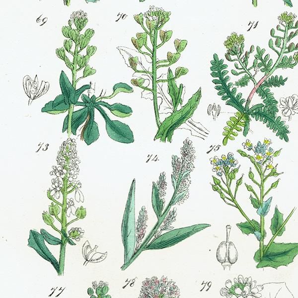 ꥹ ƥ ܥ˥륢 ϥޥʡʥʡȥ⥷꥽ʤ  (British wild flowers)  1876ǯ 0698