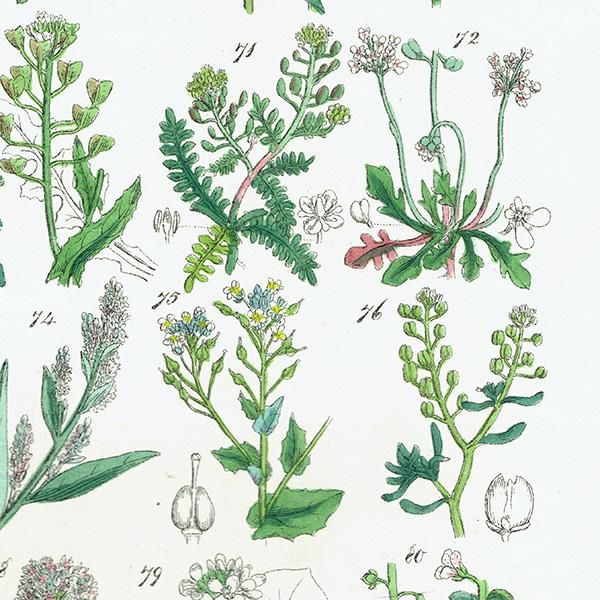 ꥹ ƥ ܥ˥륢 ϥޥʡʥʡȥ⥷꥽ʤ  (British wild flowers)  1876ǯ 0698