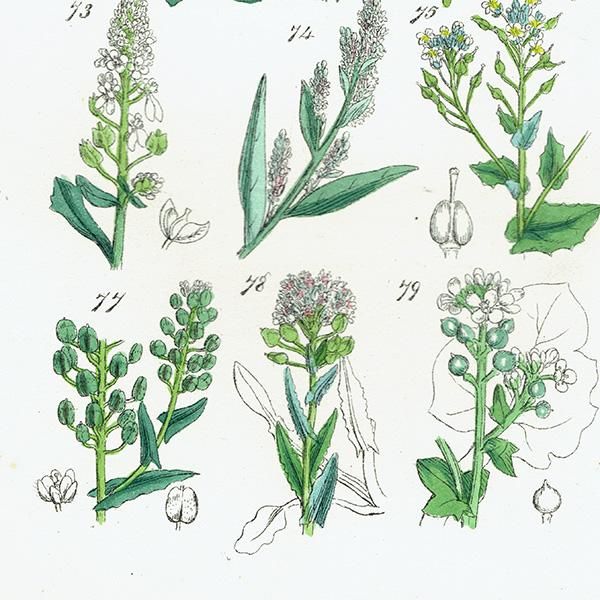 ꥹ ƥ ܥ˥륢 ϥޥʡʥʡȥ⥷꥽ʤ  (British wild flowers)  1876ǯ 0698