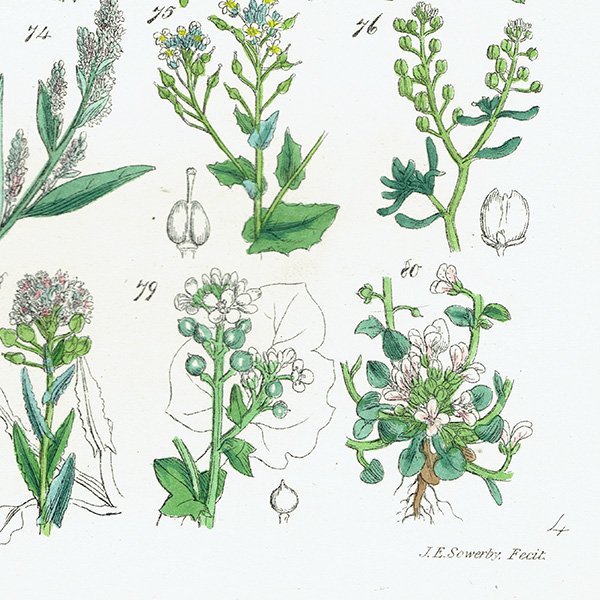 ꥹ ƥ ܥ˥륢 ϥޥʡʥʡȥ⥷꥽ʤ  (British wild flowers)  1876ǯ 0698