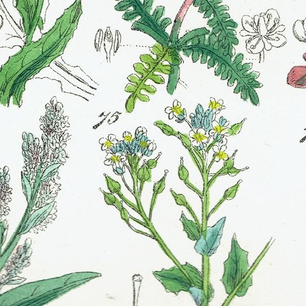 ꥹ ƥ ܥ˥륢 ϥޥʡʥʡȥ⥷꥽ʤ  (British wild flowers)  1876ǯ 0698