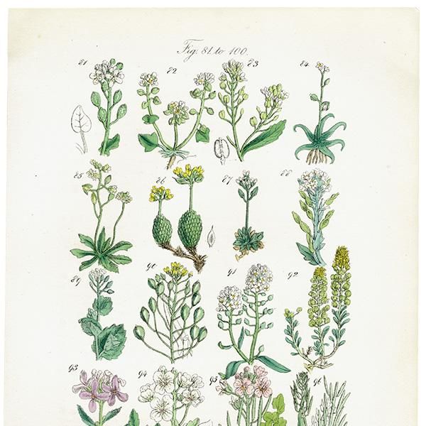 ꥹ ƥ ܥ˥륢 ʥʡͥĥХʡޥϥʤ  (British wild flowers)  1876ǯ 0699