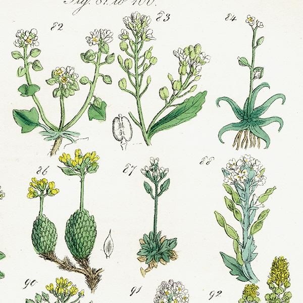 ꥹ ƥ ܥ˥륢 ʥʡͥĥХʡޥϥʤ  (British wild flowers)  1876ǯ 0699