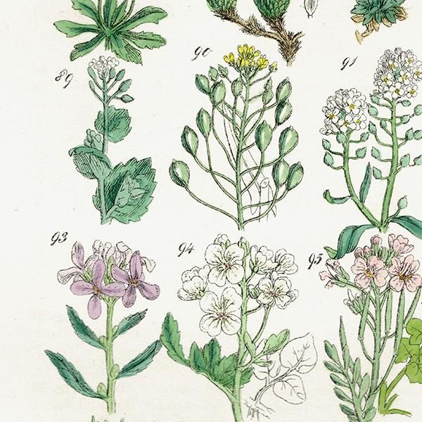 ꥹ ƥ ܥ˥륢 ʥʡͥĥХʡޥϥʤ  (British wild flowers)  1876ǯ 0699