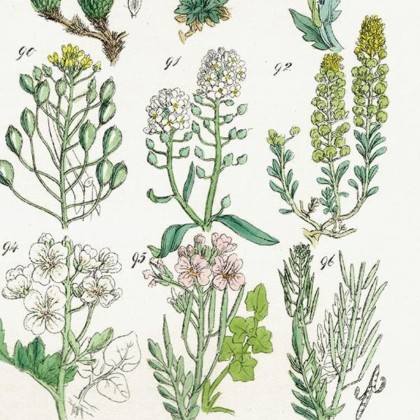 ꥹ ƥ ܥ˥륢 ʥʡͥĥХʡޥϥʤ  (British wild flowers)  1876ǯ 0699