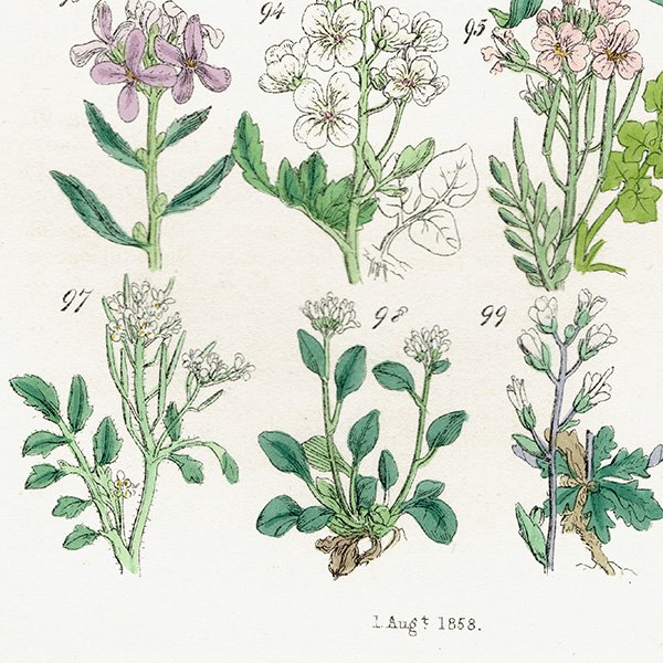 ꥹ ƥ ܥ˥륢 ʥʡͥĥХʡޥϥʤ  (British wild flowers)  1876ǯ 0699