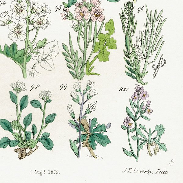 ꥹ ƥ ܥ˥륢 ʥʡͥĥХʡޥϥʤ  (British wild flowers)  1876ǯ 0699