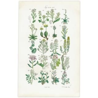 ꥹ ƥ ܥ˥륢 ʥʡͥĥХʡޥϥʤ  (British wild flowers)  1876ǯ 0699