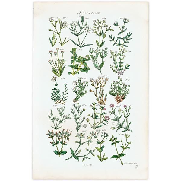 ꥹ ƥ ܥ˥륢 ϥ١ʥꥢߥߥʥʤ  (British wild flowers)  1876ǯ 0700