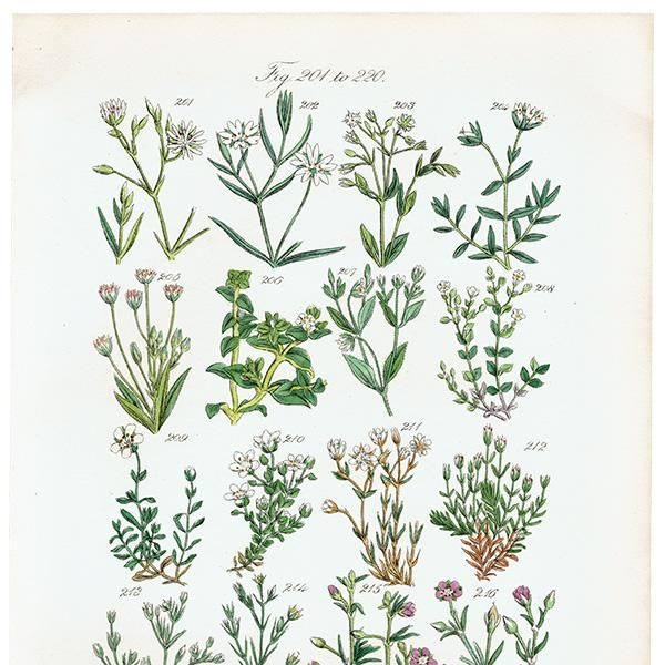 ꥹ ƥ ܥ˥륢 ϥ١ʥꥢߥߥʥʤ  (British wild flowers)  1876ǯ 0700