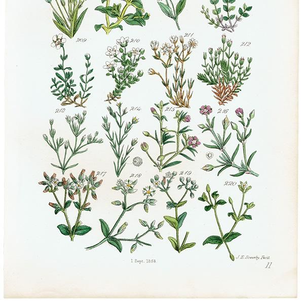 ꥹ ƥ ܥ˥륢 ϥ١ʥꥢߥߥʥʤ  (British wild flowers)  1876ǯ 0700