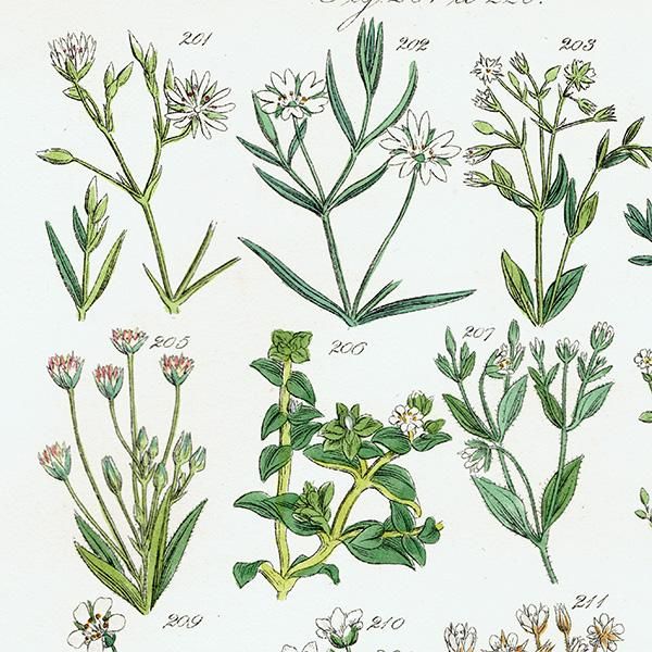 ꥹ ƥ ܥ˥륢 ϥ١ʥꥢߥߥʥʤ  (British wild flowers)  1876ǯ 0700