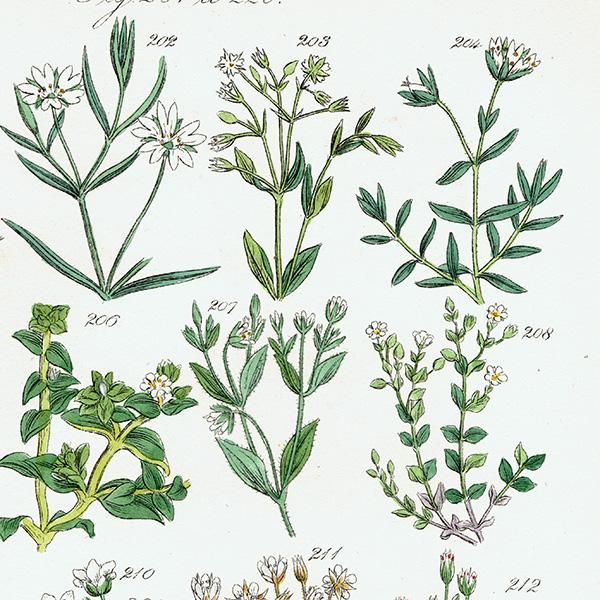 ꥹ ƥ ܥ˥륢 ϥ١ʥꥢߥߥʥʤ  (British wild flowers)  1876ǯ 0700