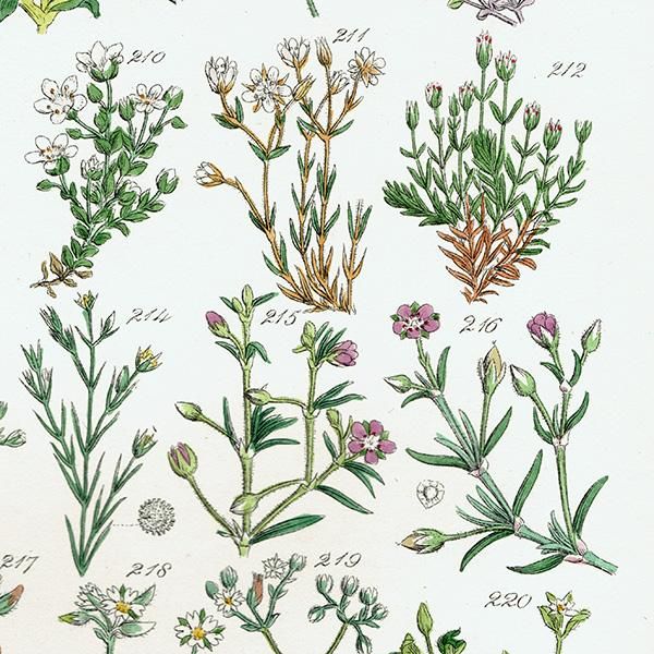 ꥹ ƥ ܥ˥륢 ϥ١ʥꥢߥߥʥʤ  (British wild flowers)  1876ǯ 0700