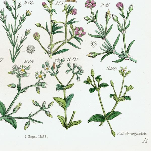 ꥹ ƥ ܥ˥륢 ϥ١ʥꥢߥߥʥʤ  (British wild flowers)  1876ǯ 0700