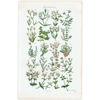 イギリス アンティーク ボタニカルアート ハコベ、アレナリア、ミミナグサなど  (British wild flowers)  1876年 0700