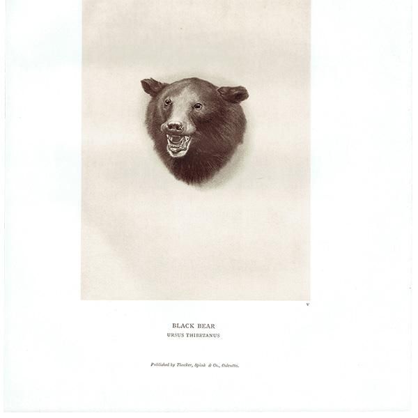 国内外の人気が集結 黒熊 アンティーク イギリス ハンティングトロフィー BEAR BLACK その他