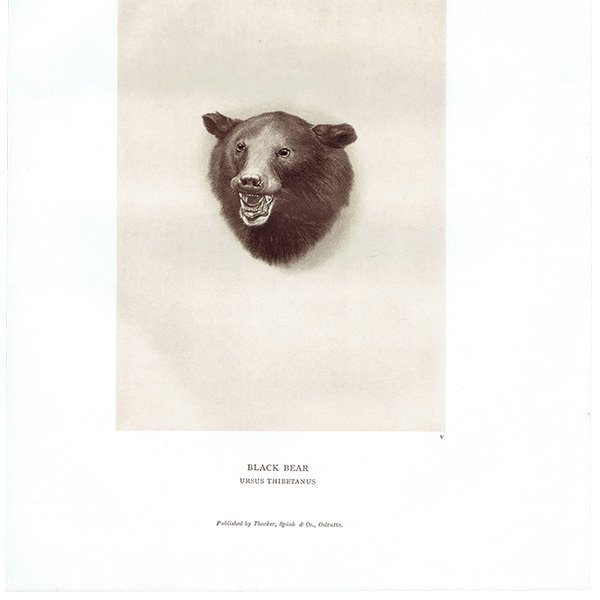  BLACK BEAR ϥƥ󥰥ȥե ꥹ ƥץ 1885ǯ 1005