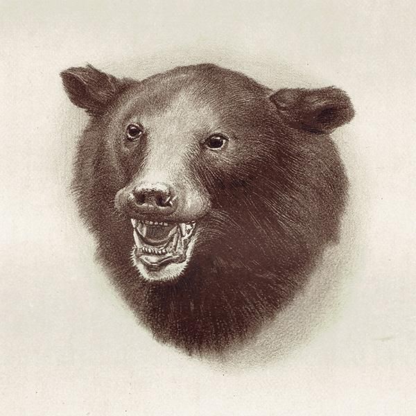 黒熊 BLACK BEAR ハンティングトロフィー イギリス アンティーク
