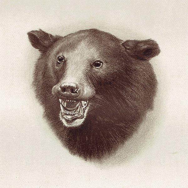  BLACK BEAR ϥƥ󥰥ȥե ꥹ ƥץ 1885ǯ 1005