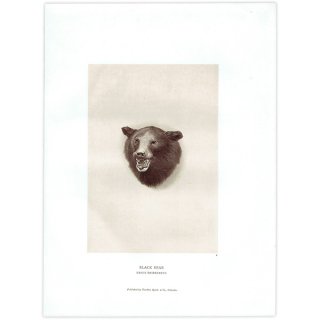黒熊 BLACK BEAR ハンティングトロフィー イギリス アンティークプリント 1885年 1005