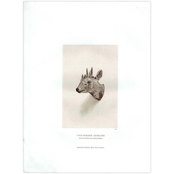 【オンラインショップ】 ヨツヅノレイヨウ ハンティングトロフィー ANTELOPE FOUR-HORNED その他