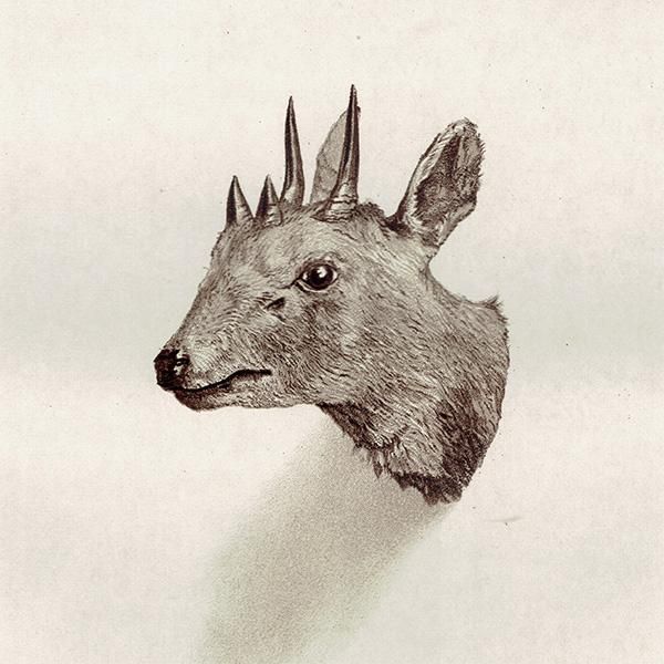 ヨツヅノレイヨウ FOUR-HORNED ANTELOPE ハンティングトロフィー
