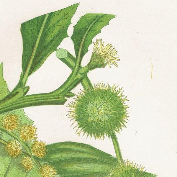 ★1920年頃 イギリス　アン・プラットの植物図鑑　希少　アンティーク ☆1920年頃 イギリス アン・プラットの植物図鑑 希少 アンティーク