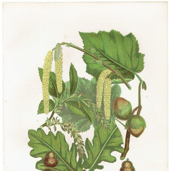 ★1920年頃 イギリス　アン・プラットの植物図鑑　希少　アンティーク 1900年代初期版！ イギリスの希少なアンティーク植物図鑑 花の