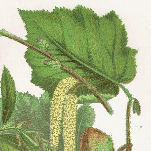 ★1920年頃 イギリス　アン・プラットの植物図鑑　希少　アンティーク 1900年代初期版！ イギリスの希少なアンティーク植物図鑑 花の