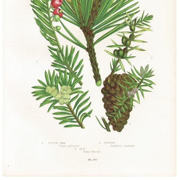 ☆1920年頃 イギリス アン・プラットの植物図鑑 希少 アンティーク