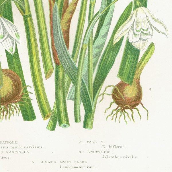 1900年代初期 イギリスの希少なアンティーク植物図鑑 花の図鑑 本
