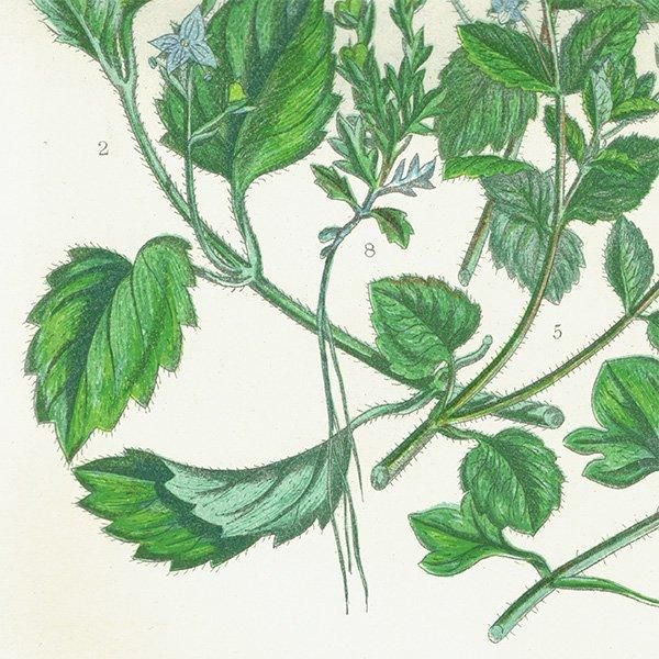 ★1920年頃 イギリス　アン・プラットの植物図鑑　希少　アンティーク イギリス ビクトリア時代の最も有名な植物学者であり